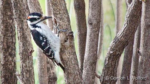 Woodpecker In The Bush_26401.jpg - Hairy Woodpecker (Picoides villosus) photographed at Smiths Falls, Ontario, Canada.